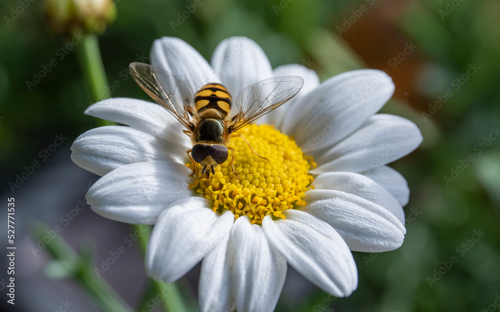 fly on a flower fly on a flower