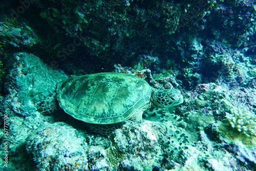 Scuba diving at Blue Hole in Palau. Diving on the reefs of the Palau archipelago.