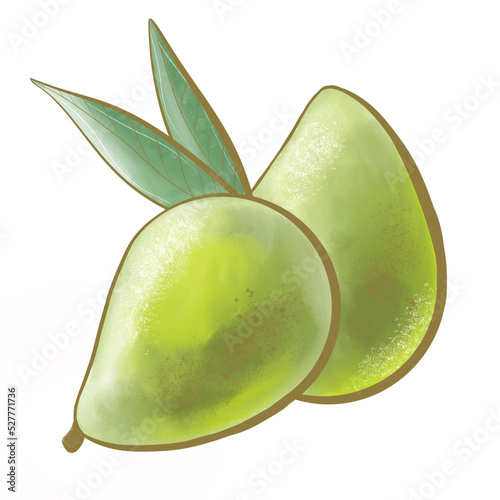 illustration colored green edible fruit tree ambarella or polynesian plum tree closeup design elements natural style packaging