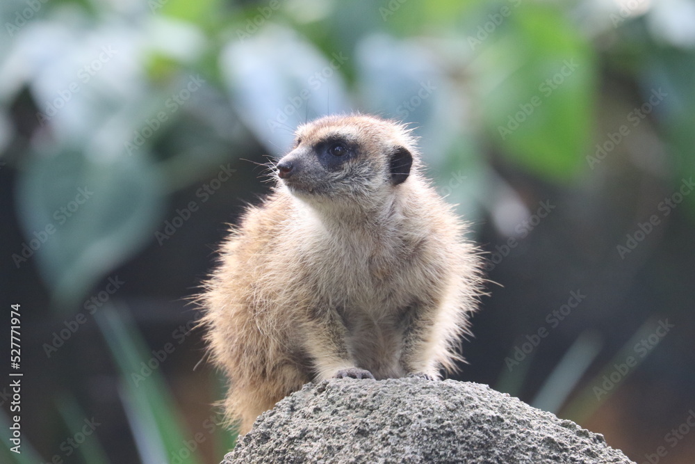 Fototapeta premium Meerkats