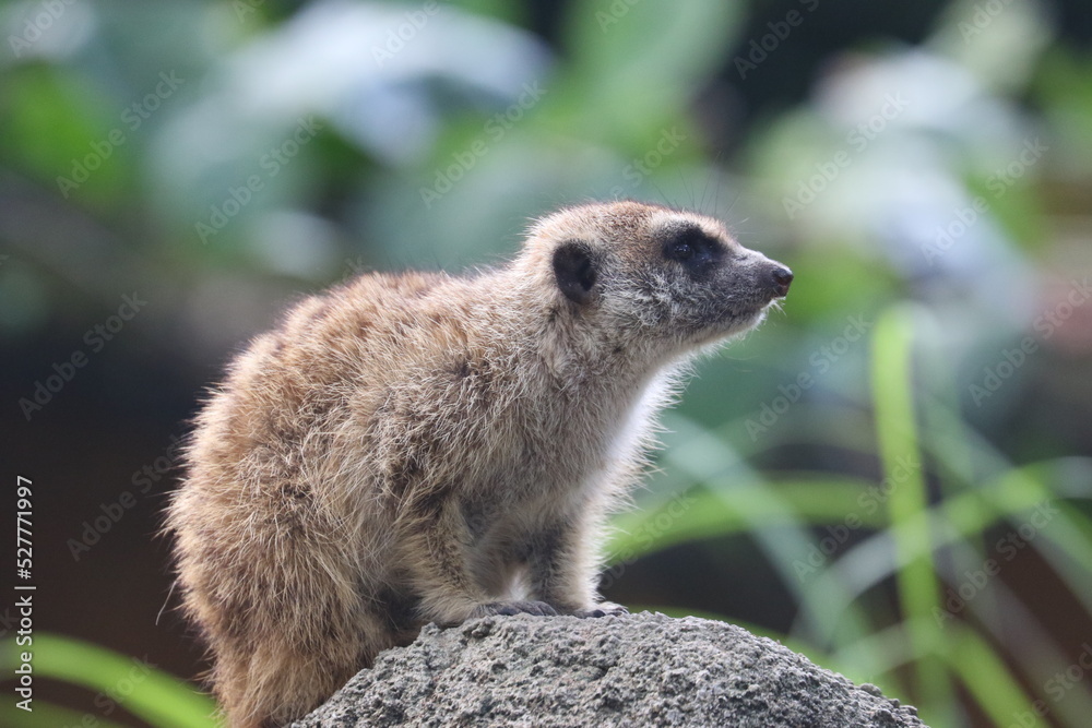Fototapeta premium Meerkats