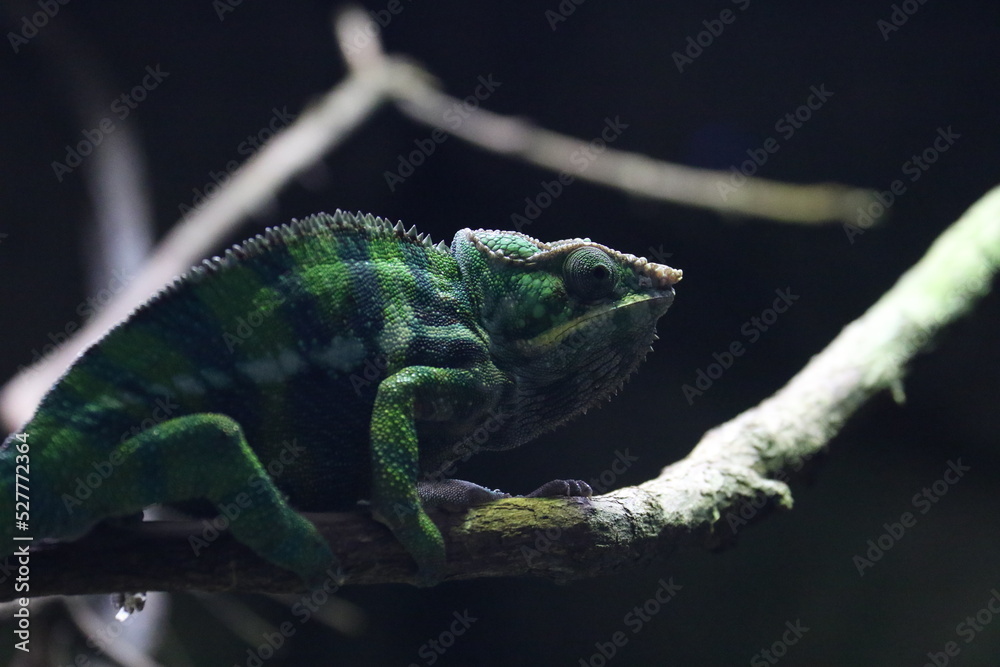 Panther Chameleon Panther Chameleon
