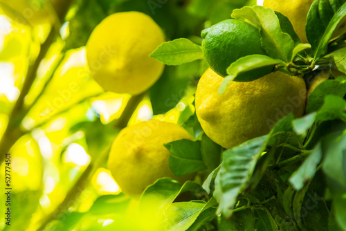 lemon tree loaded with ripe lemons in the garden