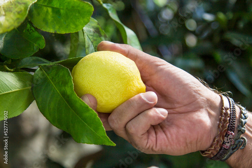 picking fresh ripe organic lemons from the tree