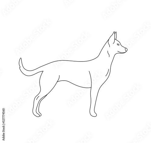 Vector isolated one standing big tall dog side view colorless black and white contour line drawing