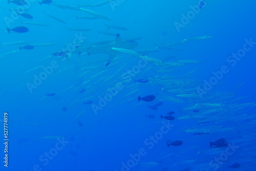 Scuba diving at German chanel with Manta ray in Palau. Diving on the reefs of the Palau archipelago.