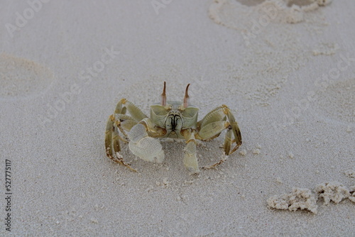 Granchio alle Maldive