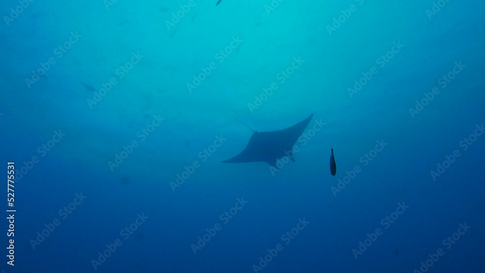 Scuba diving at German chanel with Manta ray in Palau. Diving on the reefs of the Palau archipelago. Scuba diving at German chanel with Manta ray in Palau. Diving on the reefs of the Palau archipelago.