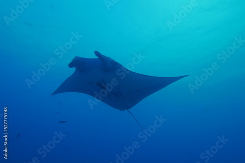 Scuba diving at German chanel with Manta ray in Palau. Diving on the reefs of the Palau archipelago.