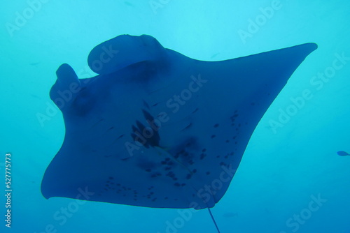 Scuba diving at German chanel with Manta ray in Palau. Diving on the reefs of the Palau archipelago. © Optimistic Fish