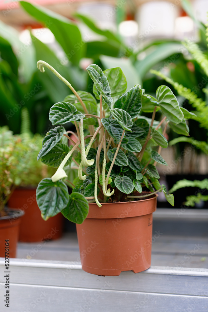 Fototapeta premium A peperomia caperata plant. Emerald-ripple Peperomia (Peperomia caperata), flowering