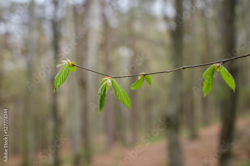 Branch with green leaves of a hornbeam tree in a spring forest