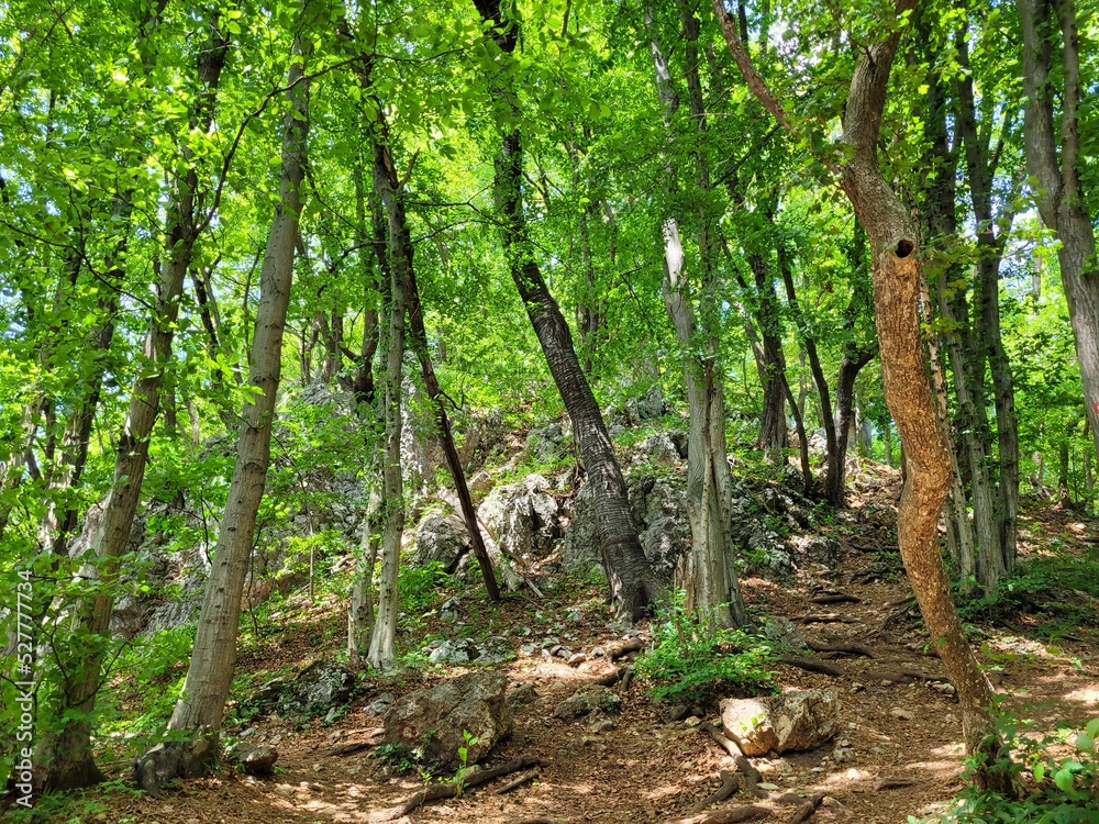 Fototapeta premium Wald