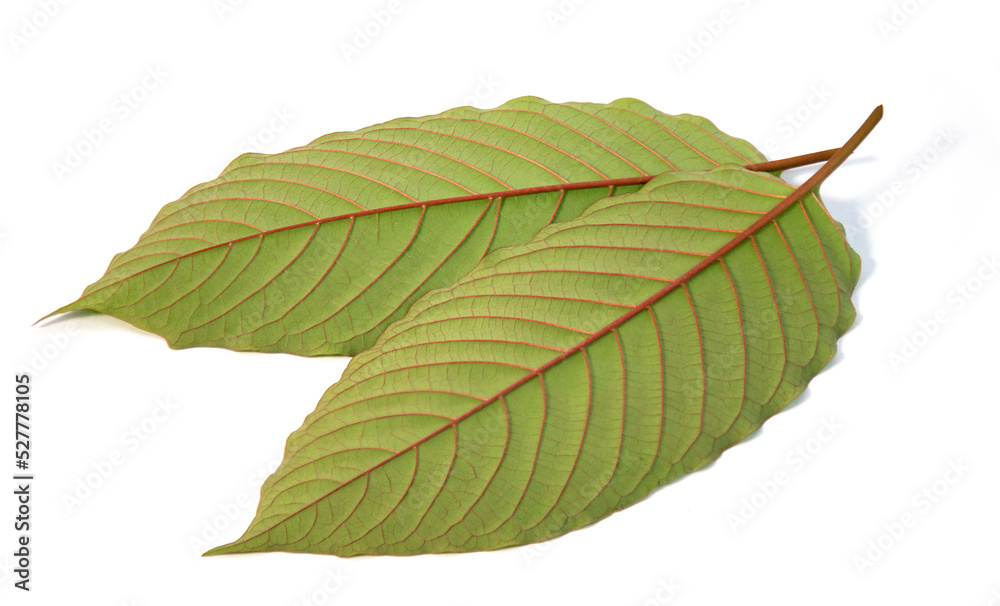 Obraz premium Back of Mitragyna speciosa, kratom leaves isolated on white background. 