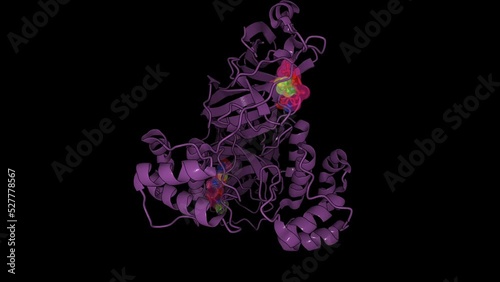 Structure of SARS-CoV-2 main protease (Mpro) in complex with nirmatrelvir (PF-07321332), new drug used to treat COVID-19. photo