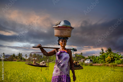 The Unidentified woman malagasy worker harvesting rice field in Madagascar photo