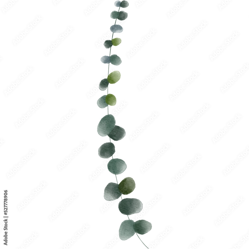 Watercolor leaves of eucalyptus design illustration Watercolor leaves of eucalyptus design illustration