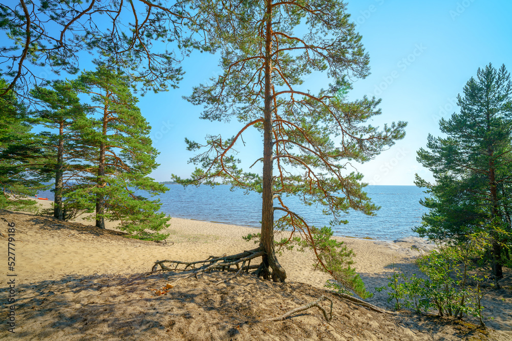 Obraz premium Beautiful pine trees on the sandy shore of the lake.