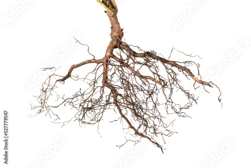viburnum tree roots is isolated on white background