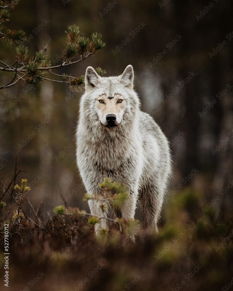 Obraz premium a wild gray wolf staring right in camera while shedding during spring time in nordic finland sweden