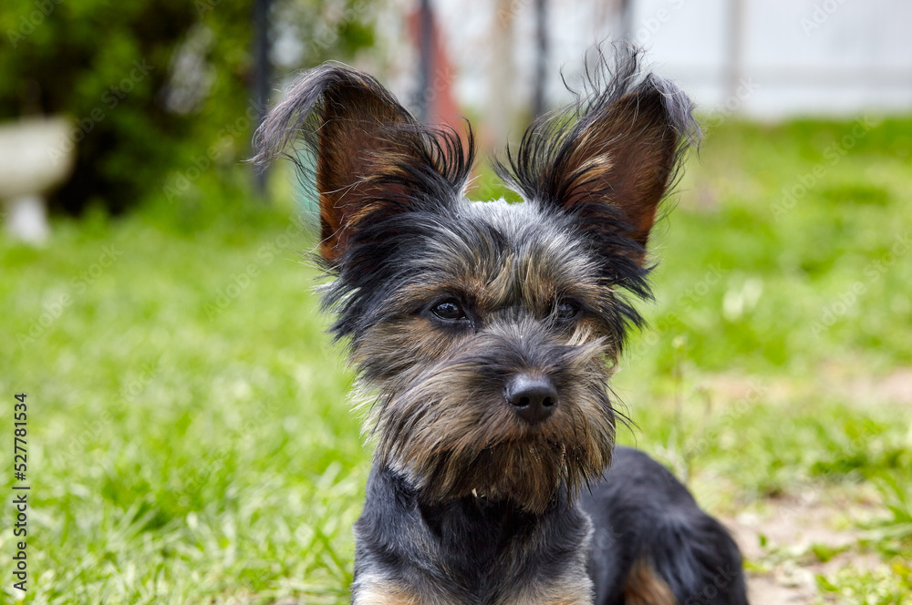 Charming dog at yard. Portrait of nice dog Charming dog at yard. Portrait of nice dog
