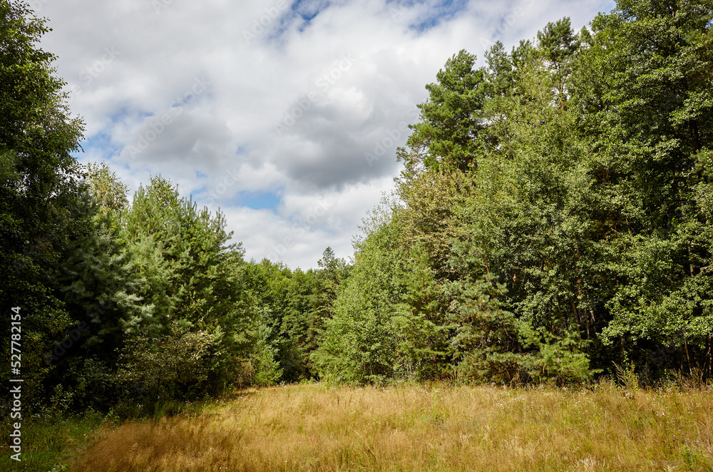 Dense forest against the sky and meadows. Beautiful landscape of a row of trees and blue sky background Dense forest against the sky and meadows. Beautiful landscape of a row of trees and blue sky background
