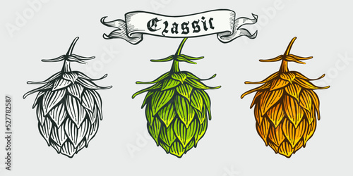 Hops, hand drawn engraving style illustration with ribbon. Oktoberfest vector emblem.