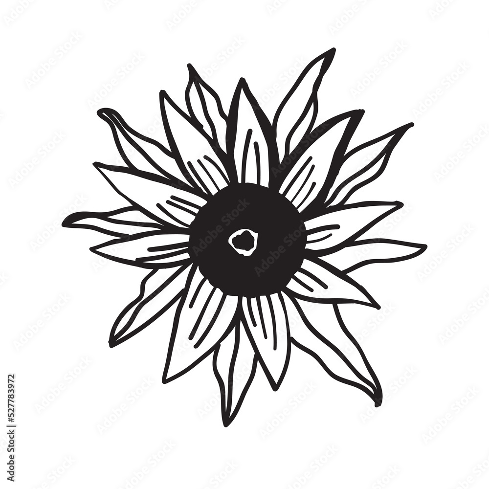 Sunflower hand drawn illustration for your design Sunflower hand drawn illustration for your design