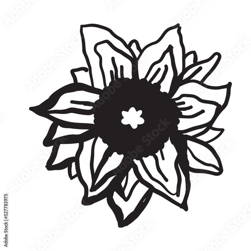 Sunflower hand drawn illustration for your design