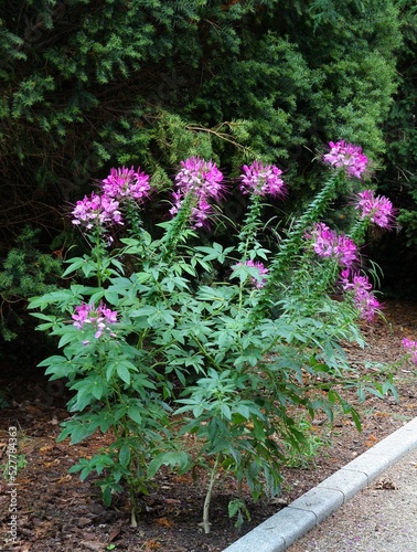 Cleome plants - spider-flower with purple flowers in the garden