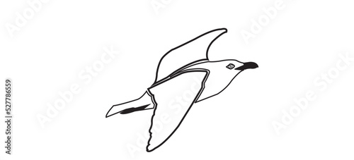 flying silhouette of a seagull. Vector illustration in monochrome style on a white background. Element for your design. The bird is black and white. European herring gull.