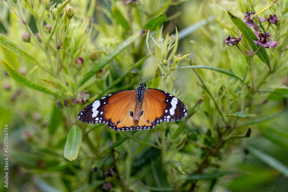 Close up photo of butterfly and blurred background. Close up photo of butterfly and blurred background.