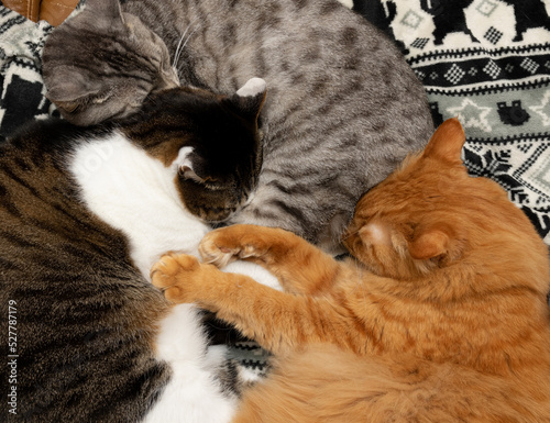 眠る三匹の猫