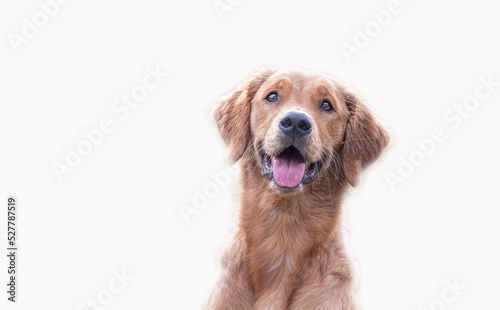 golden retriever isolated on white