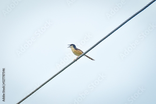 angry bird on a rope  © CLICK ON THE WAY