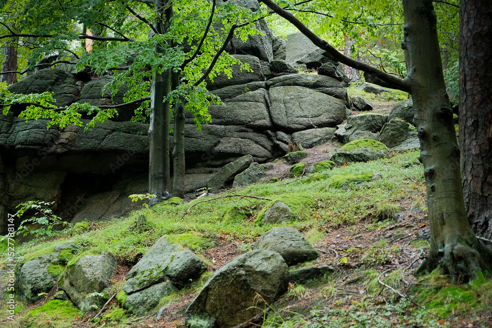 trees grow on a stone mountain. fog in the mountains .rock with trees .fog in the forest. trees grow on a stone mountain. fog in the mountains .rock with trees .fog in the forest.