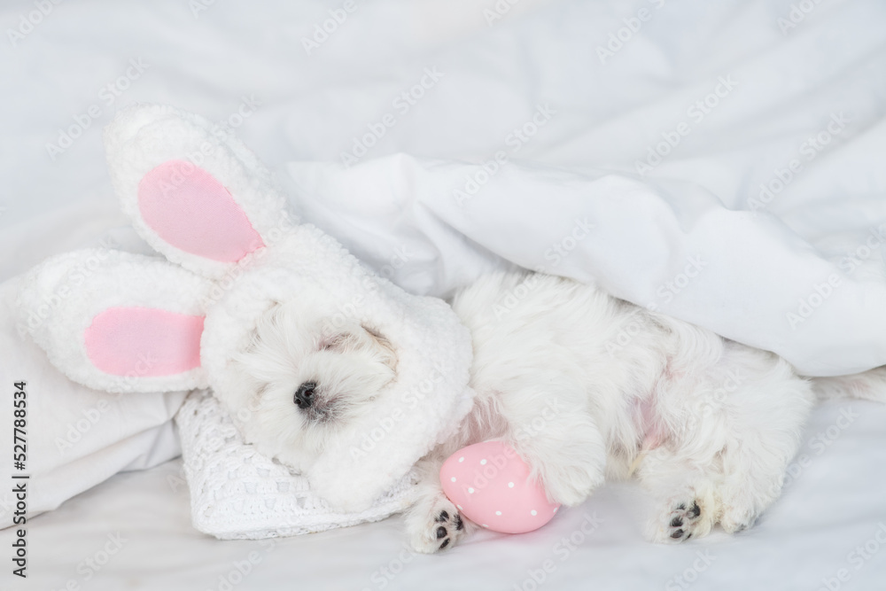 Lapdog puppy wearing easter rabbits ears sleeps with colorful egg on a bed under warm white blanket at home