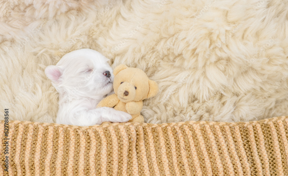 Newborn lapdog puppy sleeps under white blanket on a bed at home and hugs favorite toy bear before bedtime. Top down view. Empty space for text Newborn lapdog puppy sleeps under white blanket on a bed at home and hugs favorite toy bear before bedtime. Top down view. Empty space for text