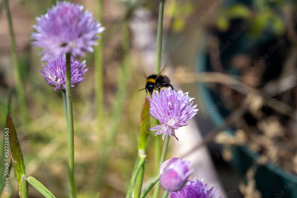 Bumblebee on the purple flower of a chive orv Allium schoenoprasum, close up Bumblebee on the purple flower of a chive orv Allium schoenoprasum, close up