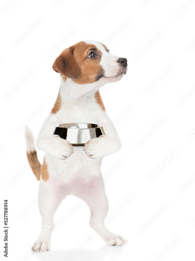 Hungry jack russell terrier puppy holds empty bowl and looks away on empty space. isolated on white background