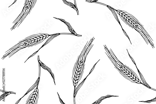 Seamless pattern with barley or rye plants branches. Wheat grain plant sketch illustration on white background.