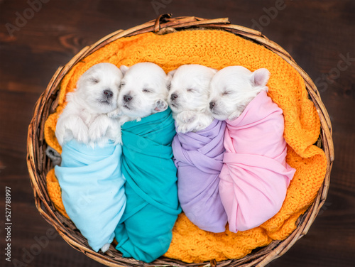 Tiny newborn white lapdog puppies wrapped like a babies sleep inside basket. Top down view photo