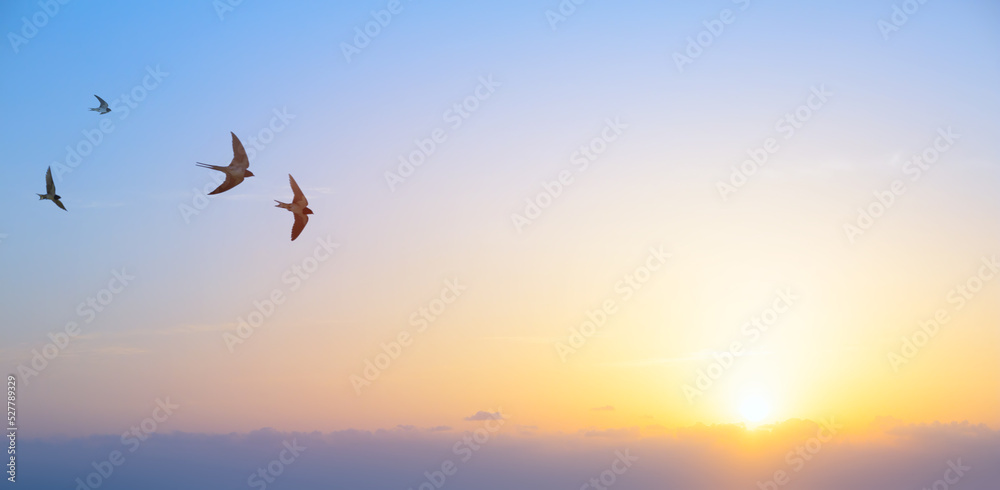 abstract beautiful peaceful summer morning sky background; sunrise new day and flying flock of birds