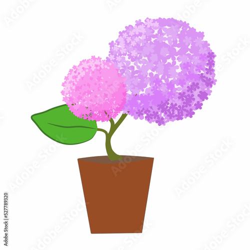 interior home plant hydrangea in a pot