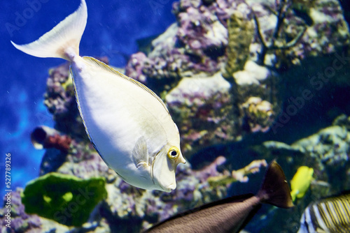 One-horned rhinoceros fish or real rhinoceros or long-snouted rhinoceros-Naso unicornis fish in blue water among reefs photo