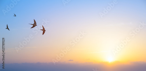 Fototapete abstract beautiful peaceful summer morning sky background; sunrise new day and f