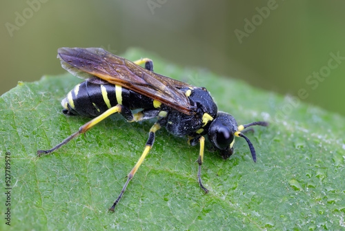 Blattwespe - Tenthredo marginella photo