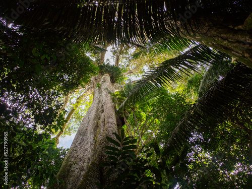 Fototapeta Naklejka Na Ścianę i Meble -  Amazonia