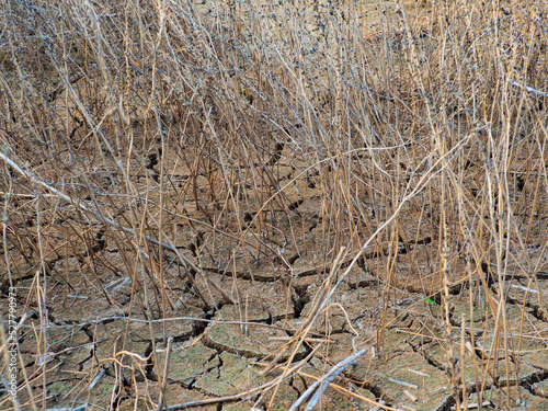 Background. Texture. Bottom of the river.