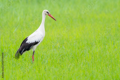 A white stork (Ciconia ciconia) on a rice field